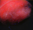 Laser Yarn Fresh Pink