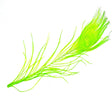 Peacock Eye Chartreuse sq