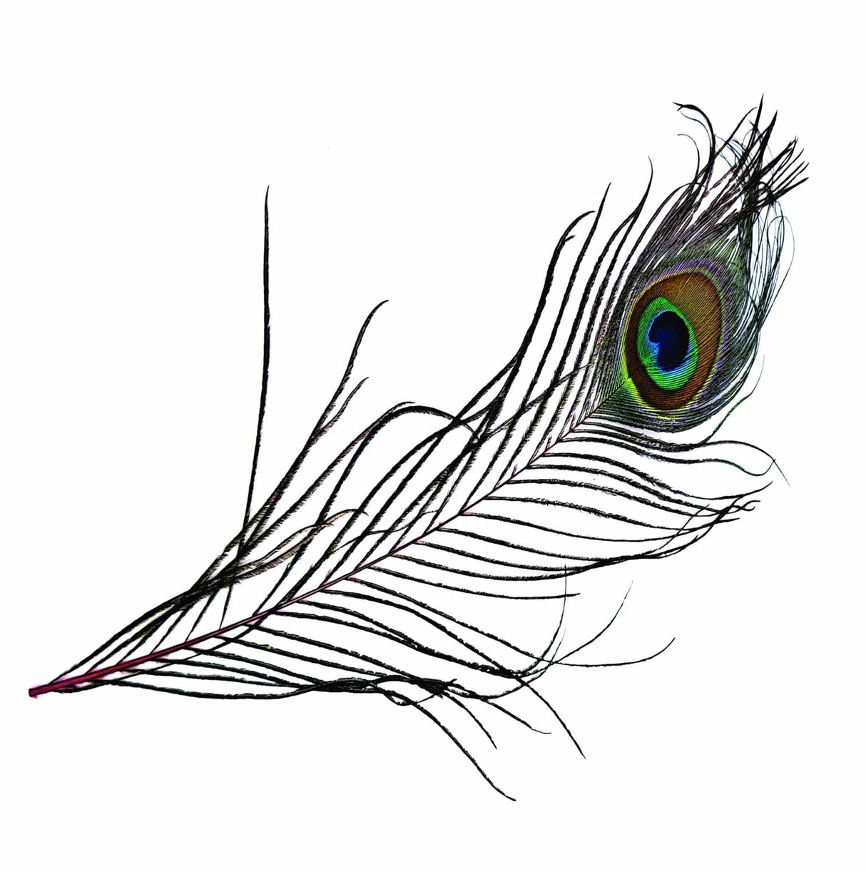 Peacock Eye Natural Pink Calamus