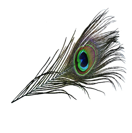 Peacock Eye Natural Teal Blue Calamus sq