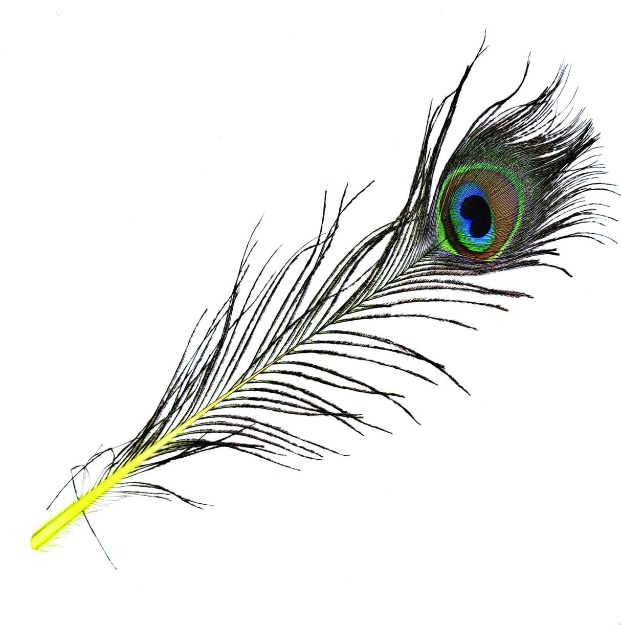 Peacock Eye Natural Yellow Calamus sq