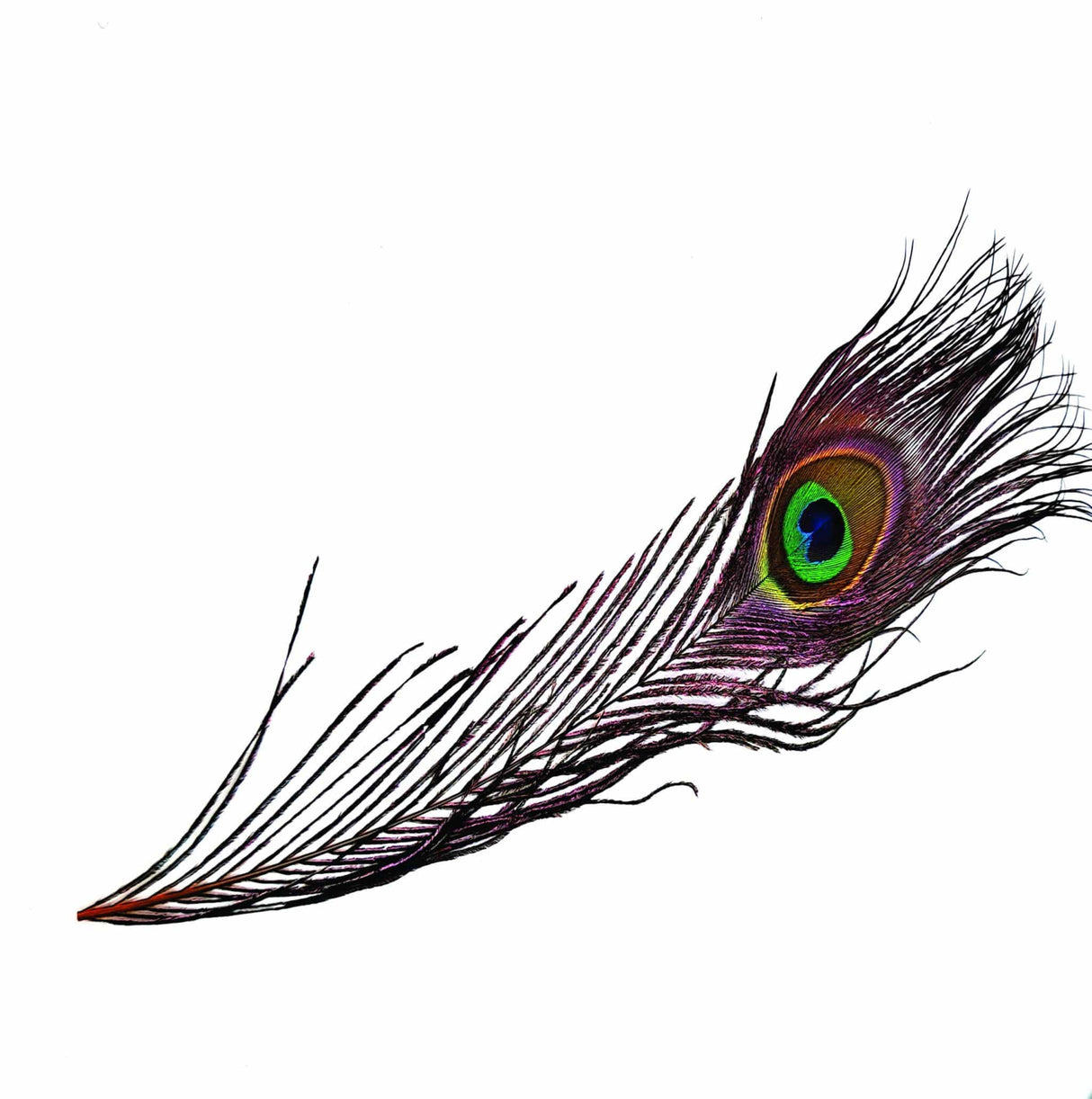 Peacock Eye Orange Calamus sq