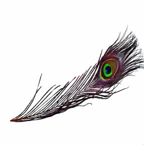 Peacock Eye Orange Calamus sq