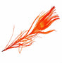 Peacock Eye Orange sq