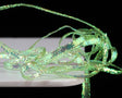 Pearl Braidback - 255463 Ice Green
