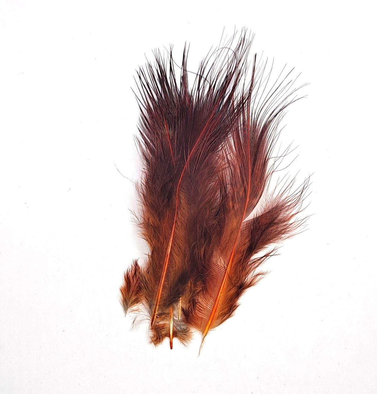Pheasant Ruimp Dark Brown