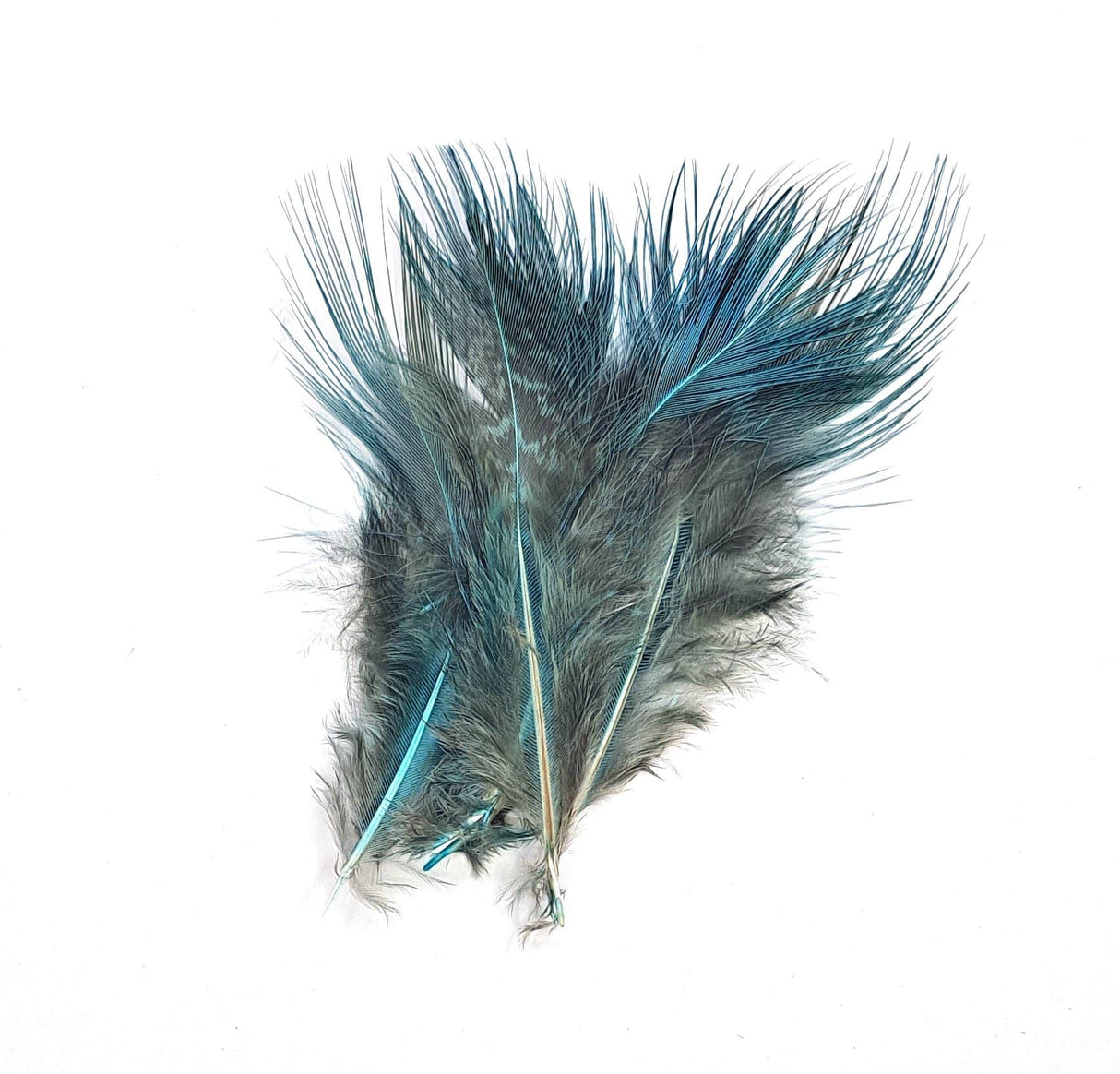 Pheasant Rump Blue