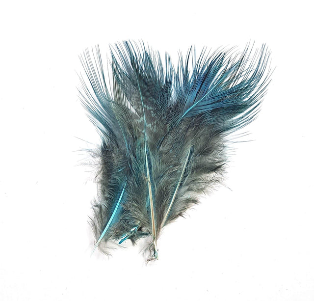 Pheasant Rump Blue