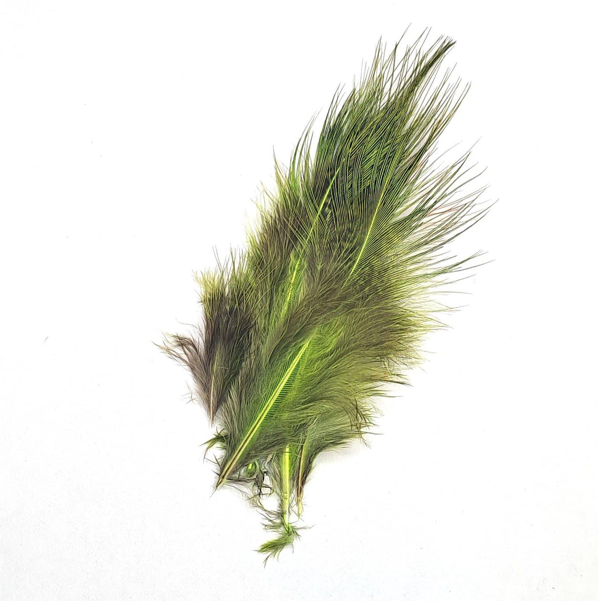 Pheasant Rump Olive