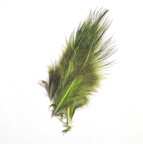 Pheasant Rump Olive