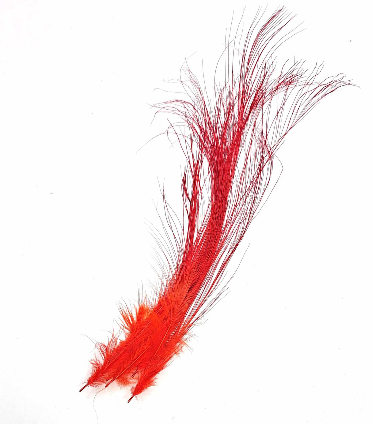 Red Heron Hackles Egret