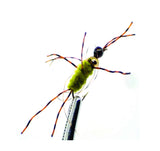Stone Fly