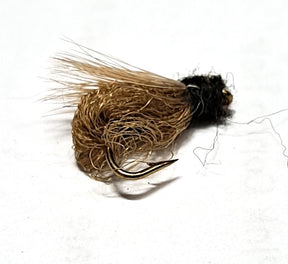 Tan Pupa