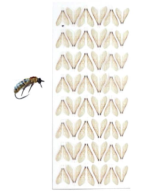 Wings - Bee