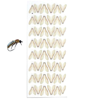 Wings - Bee
