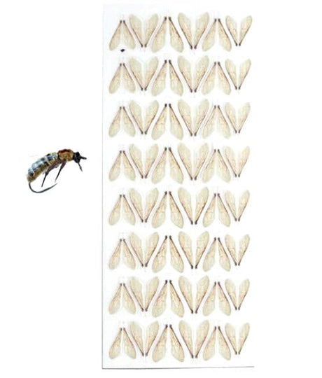 Wings - Bee