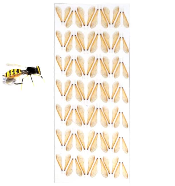 Wings - Wasp