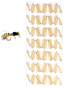 Wings - Wasp