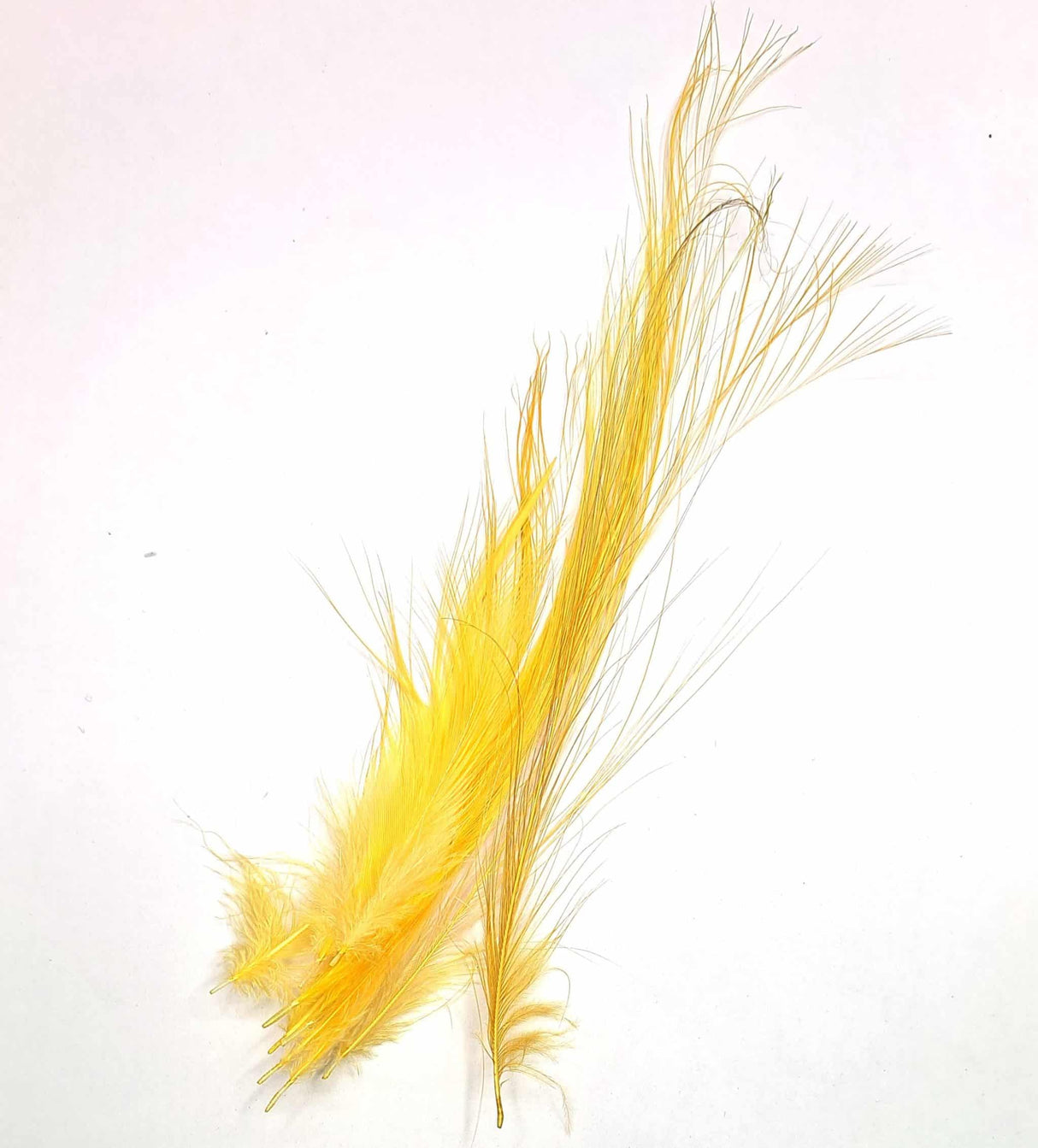 Yellow Heron Egret Hackles