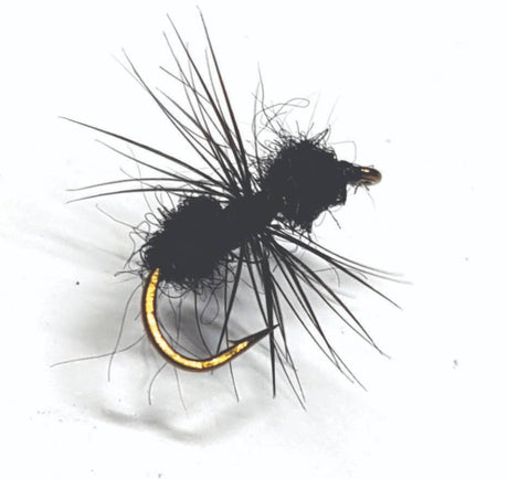 black_ant_2.jpg