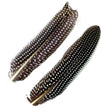black_white_dot_quill_b.jpg