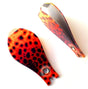 clippers_brown_trout_1.jpg