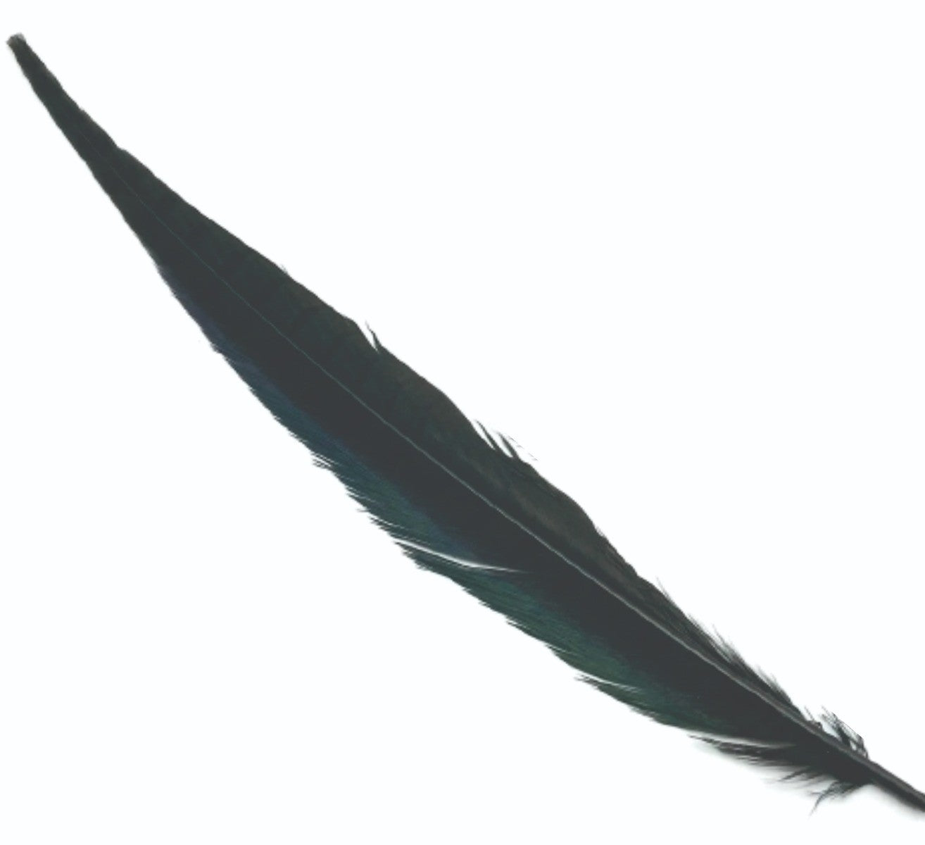 cock_pheasant_tail_black.jpg