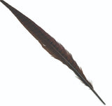 cock_pheasant_tail_brown.jpg