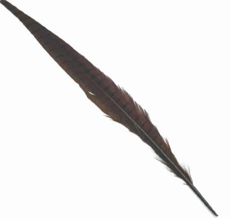 cock_pheasant_tail_brown.jpg