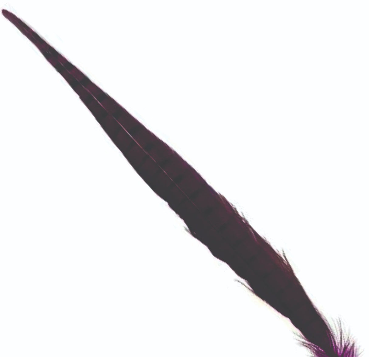 cock_pheasant_tail_claret.jpg