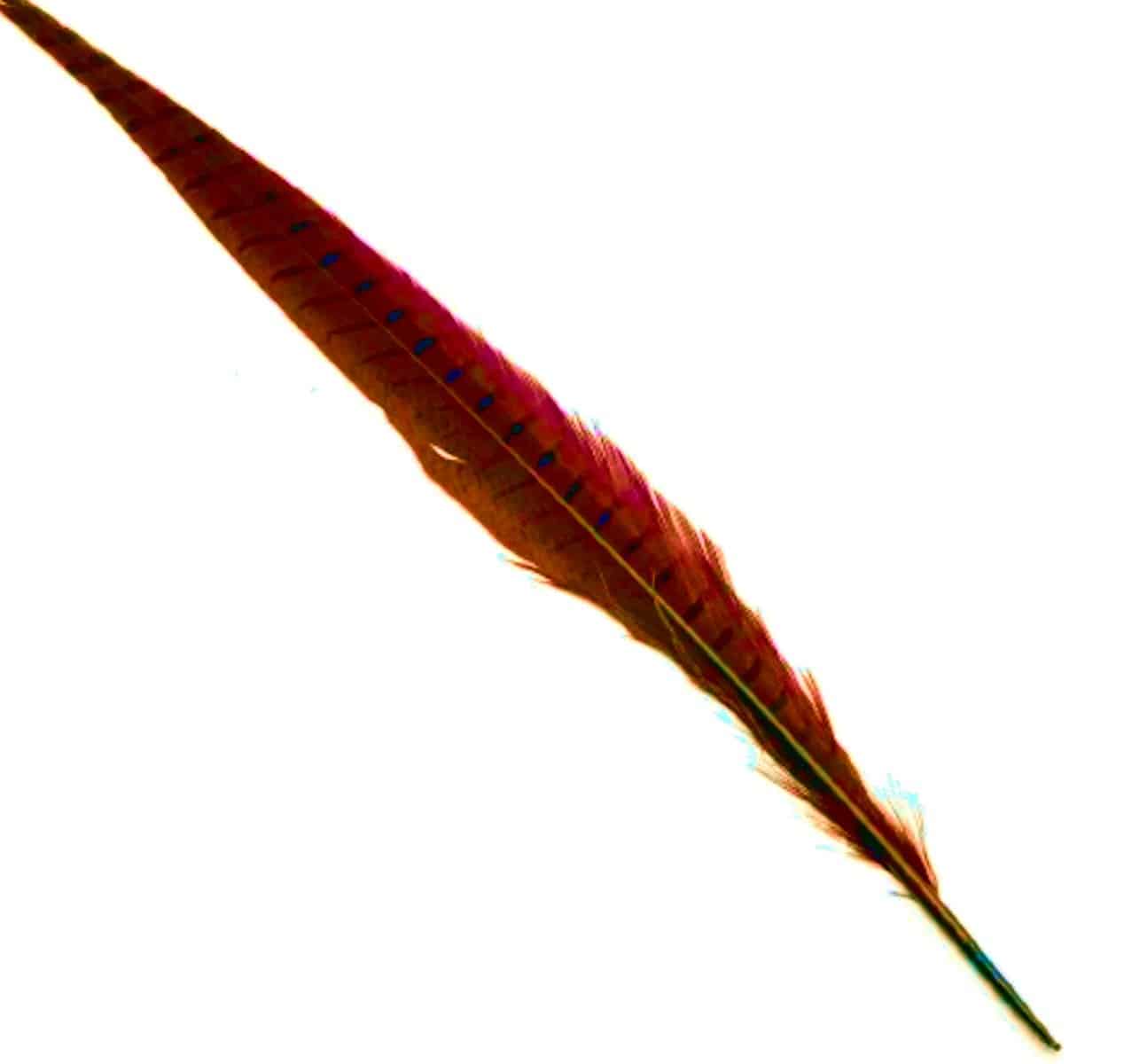 cock_pheasant_tail_fiery_brown_1.jpg