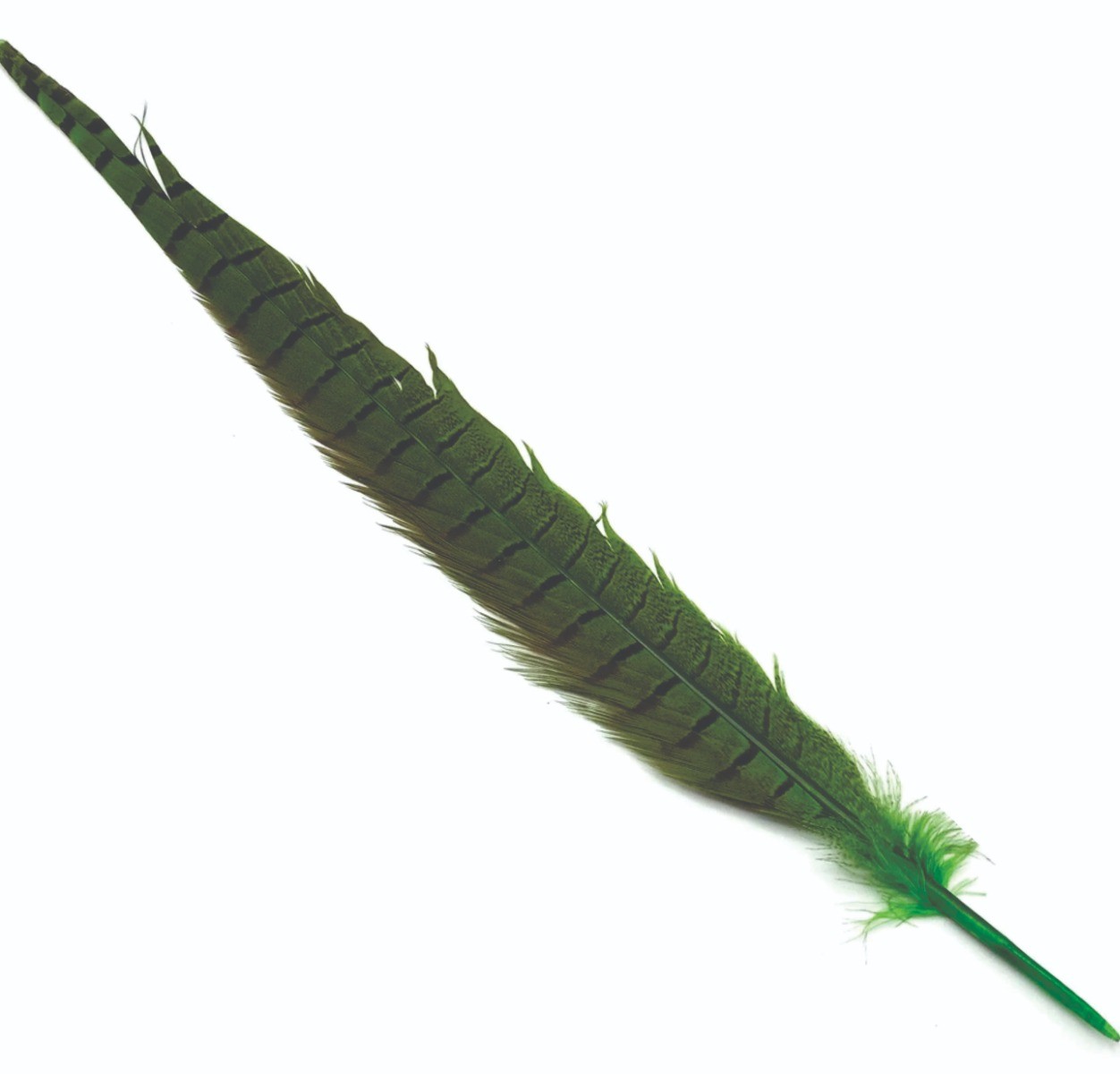 cock_pheasant_tail_green.jpg