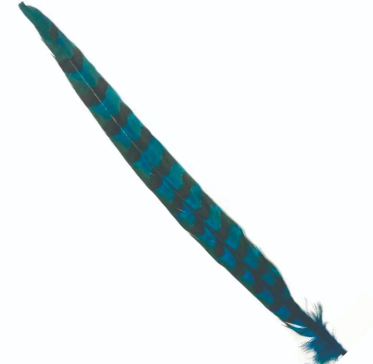cock_pheasant_tail_teal_blue.jpg