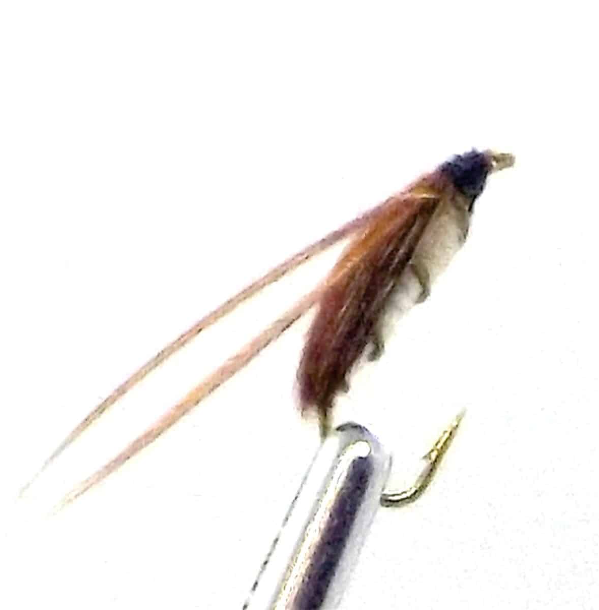 corixia.jpg
