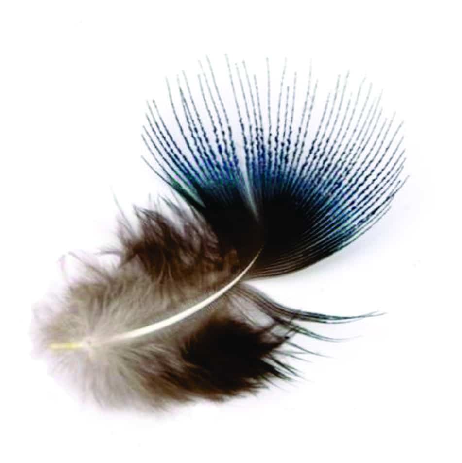 feather_-_blue_peacock_quill.jpg