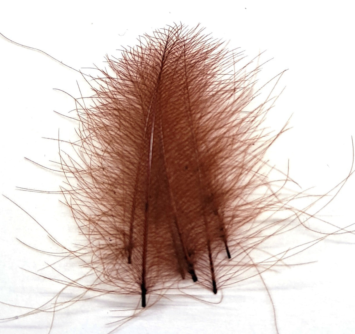 ft-fea-veni-cdc-brown.jpg