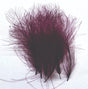 ft-fea-veni-cdc-clare.jpg