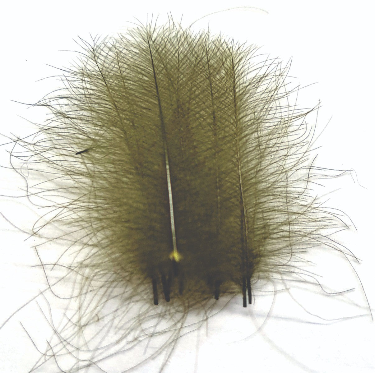 ft-fea-veni-cdc-olive.jpg