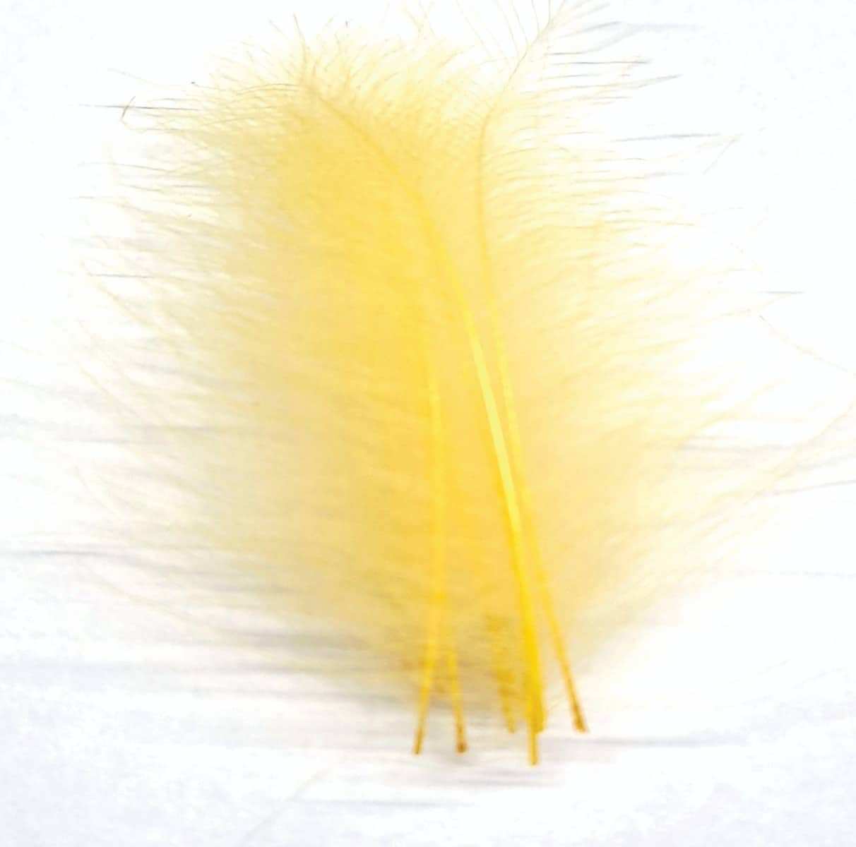 ft-fea-veni-cdc-yello.jpg