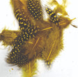 ft-fea-veni-guifo-yello.jpg