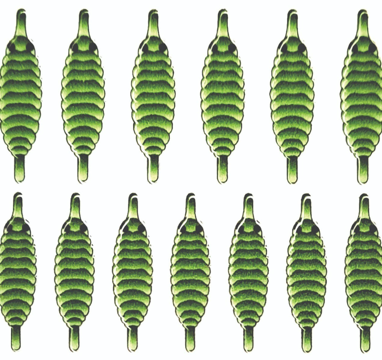 gammarus_back_green_1.jpg