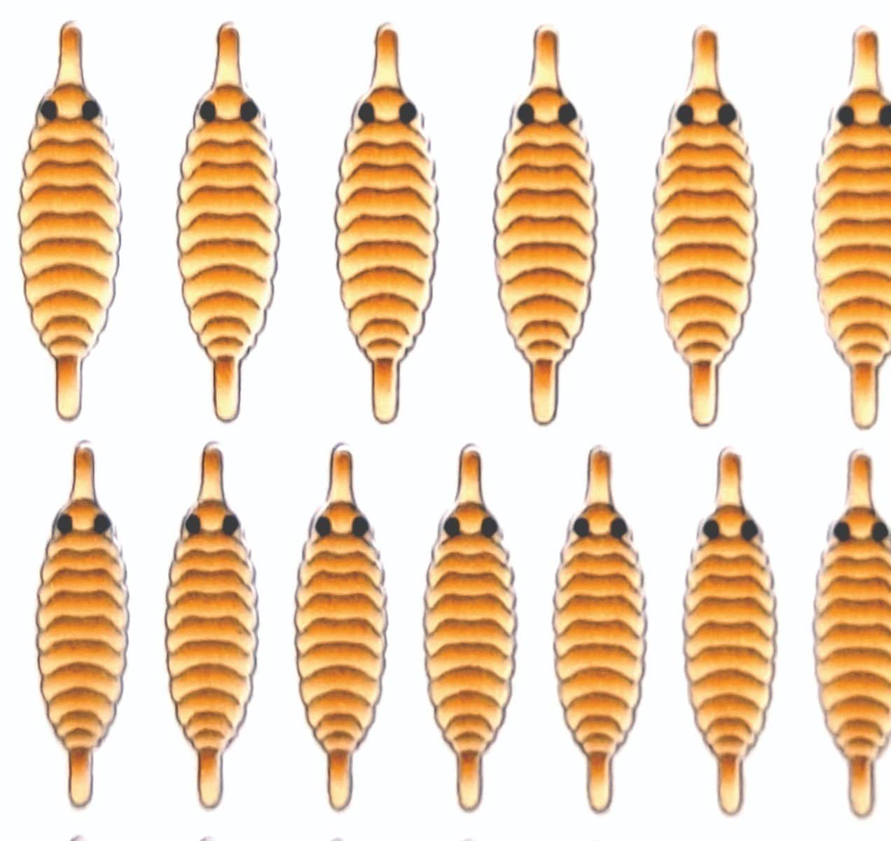 gammarus_back_orange_2.jpg
