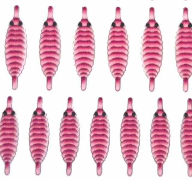 gammarus_back_pink.jpg