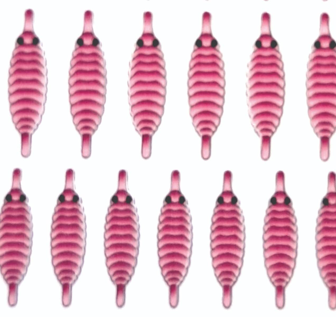 gammarus_back_pink_1.jpg