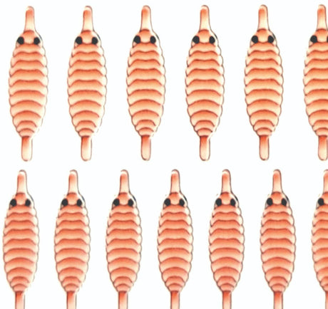 gammarus_back_salmon.jpg