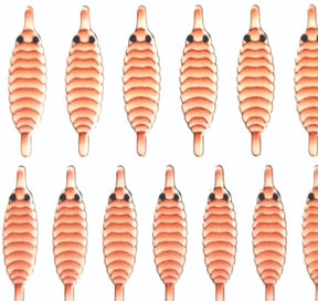 gammarus_back_salmon_1.jpg