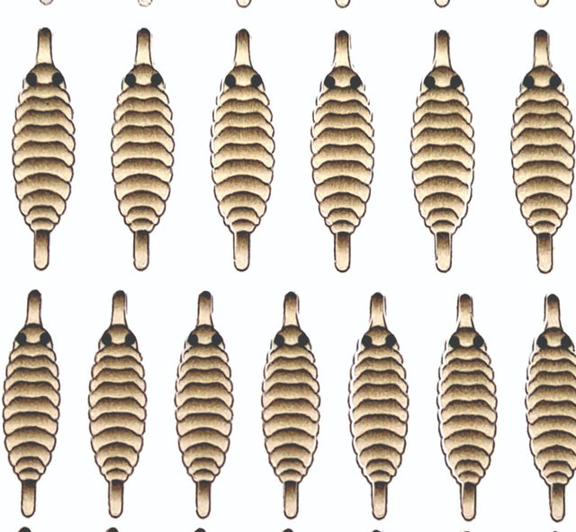 gammarus_back_tan.jpg
