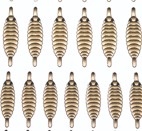 gammarus_back_tan_3.jpg