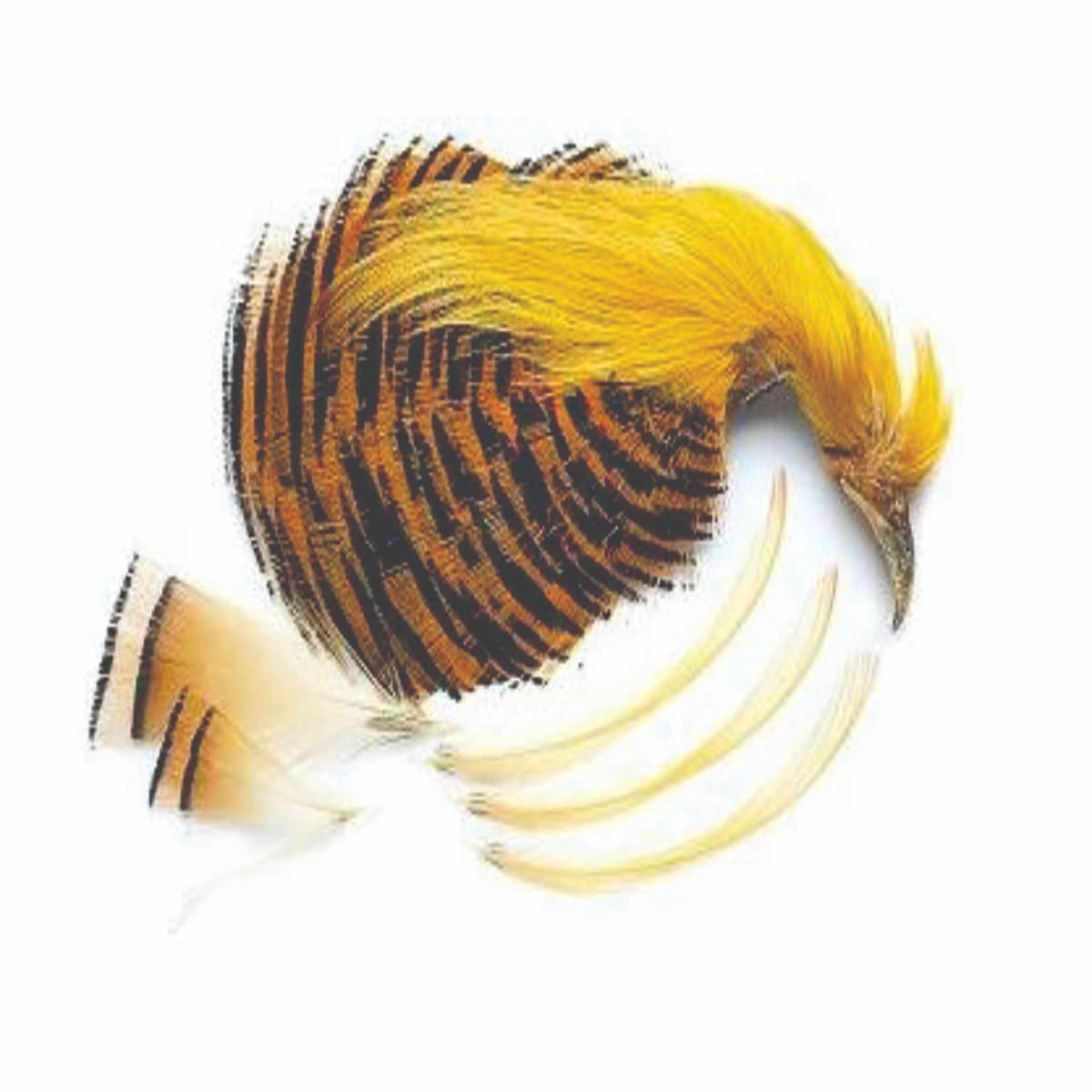 golden_pheasant_head.jpg
