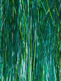 h20_mulitmix_flash-needlefish.jpg